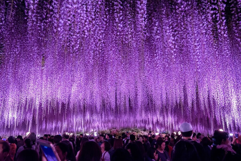 花と光の楽園 あしかがフラワーパークの素敵な景色(栃木県足利市) |