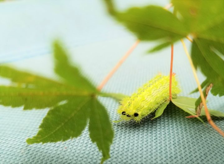 毒のある毛虫と無い毛虫 | 種類と駆除方法