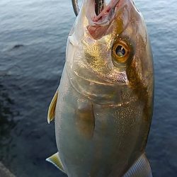 後半】長崎県 ルアー釣り 5つのエリアの釣り場を厳選して紹介！ | Wild