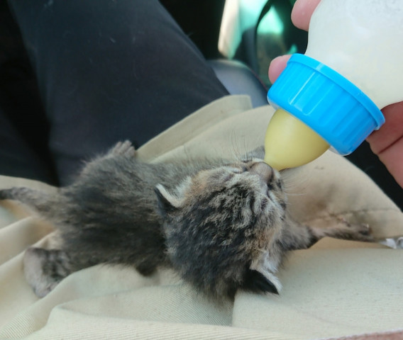 飼い主さん見つかりました | アニマルスマイル香川