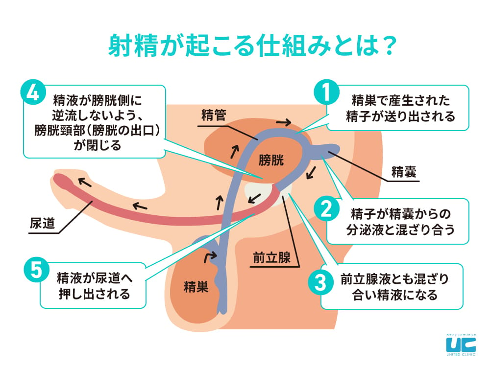 勃鬼ドリンクは効果ある？成分・使用方法・口コミ・評判・体験談を解説 | ザヘルプM