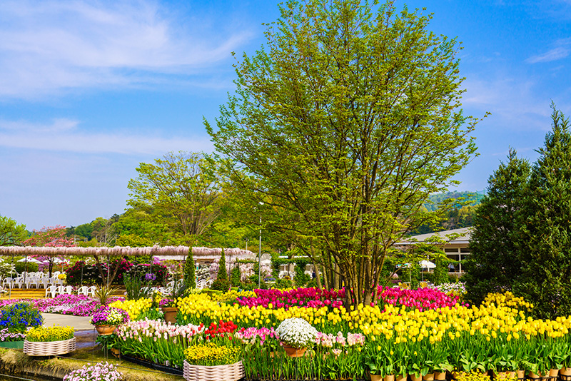 あしかがフラワーパーク - 足利市の植物園・花・レストラン｜栃ナビ！