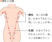 楽天市場】［乳首 ノンホールピアス］ハッピークローバー チェーン ニップルクランプ はさむ