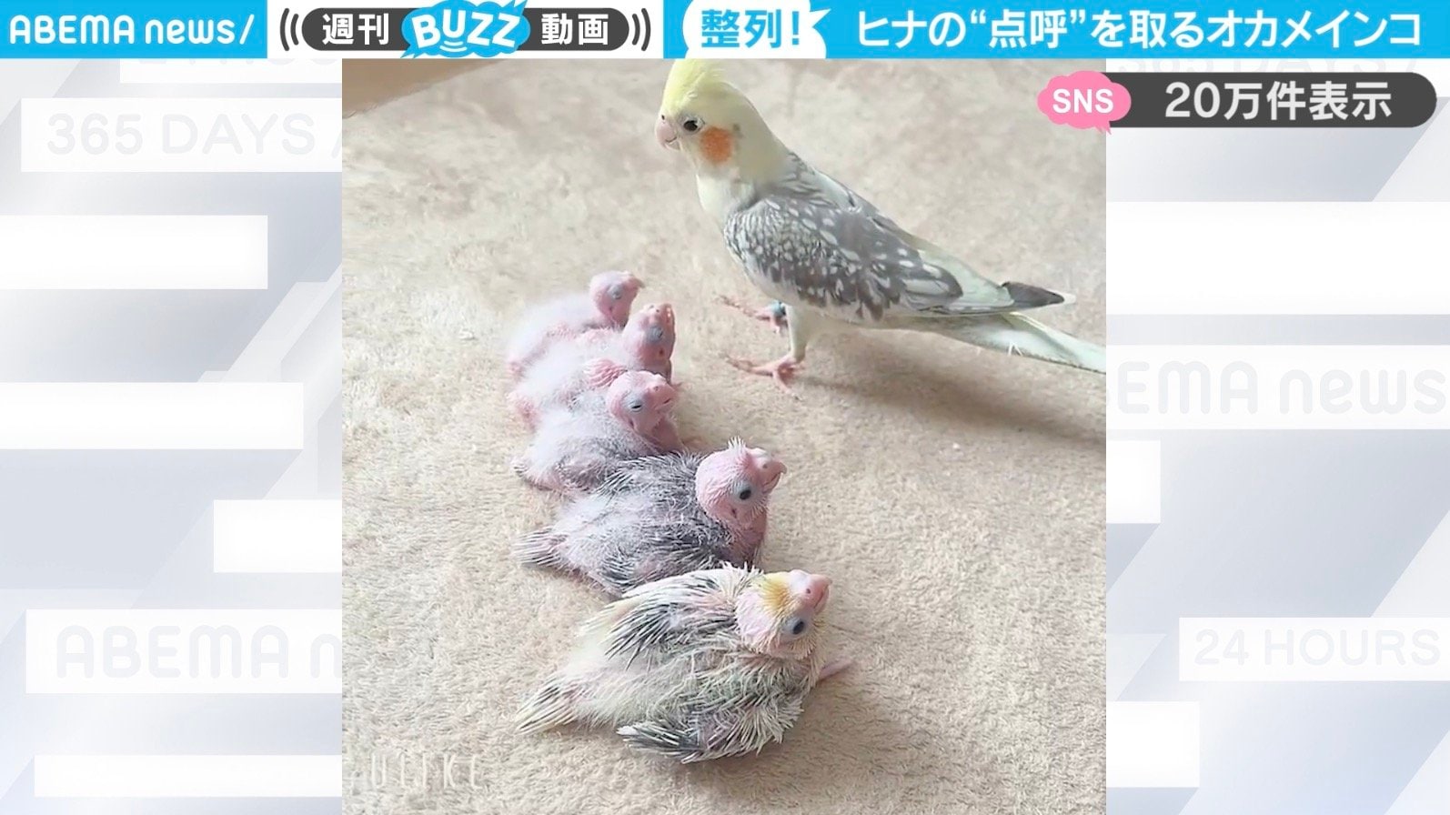 ひな鶏唐揚 新次郎（心斎橋/鳥料理（鶏料理）） -