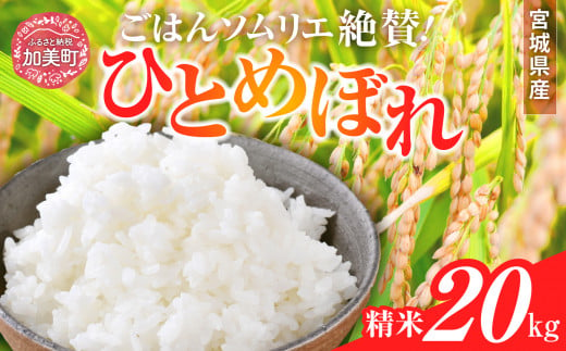 【定期便6回】令和6年産 宮城県産 ひとめぼれ