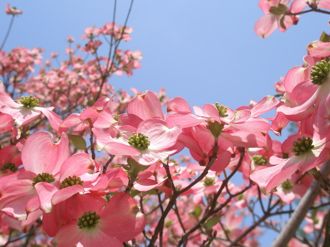 花水木東京｜全日本スナックナビ