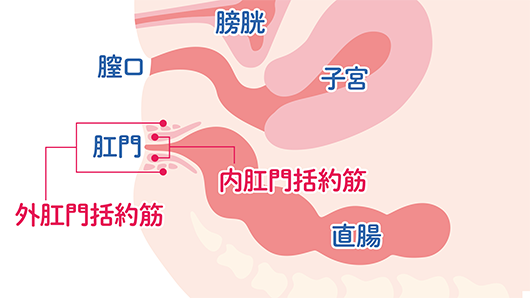 綿棒でアナルオナニー！男女ともに快感にする方法！ | happy-travel[ハッピートラベル]