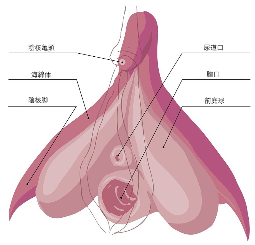 タイ式睾丸マッサージで絶倫ペニスを作る方法【図解】 | セクテクサイト