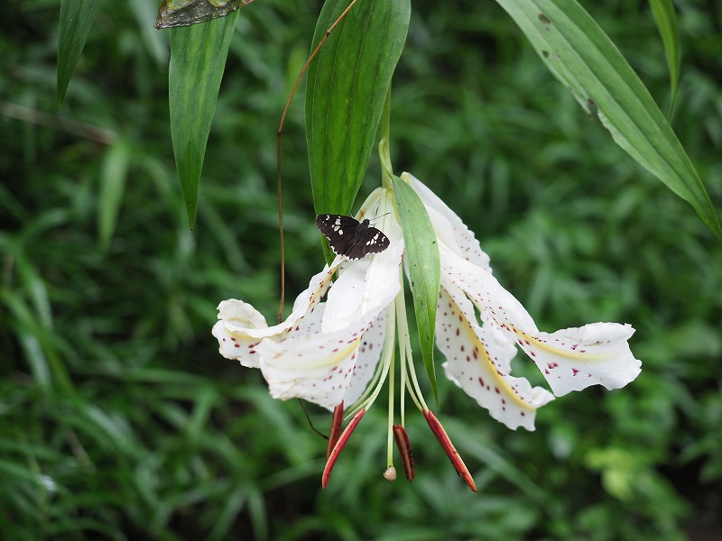 オオウバユリ開花 | 青柳庵日記