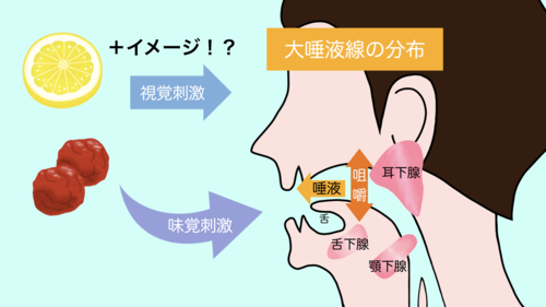 唾液 – 1日の分泌量/効果/減少の影響/増やす方法