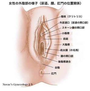 クリトリスの皮の剥き方を画像で解説！自分で剥く・剥いてもらうやり方