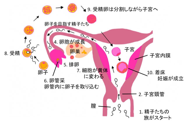 必見】精索静脈瘤のセルフチェック！見た目でわかる？ | 男性不妊治療は銀座リプロ外科