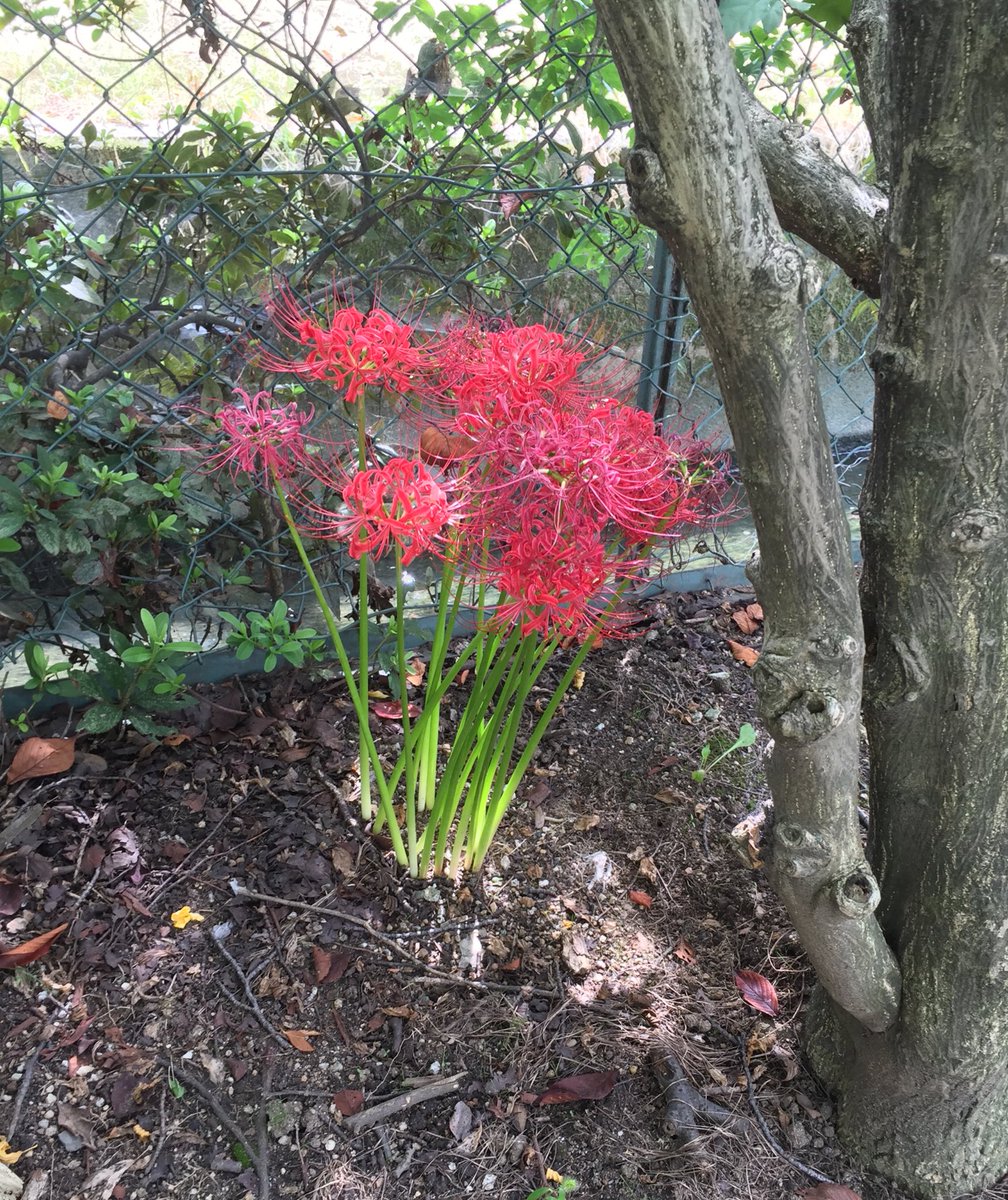 一緒にいたい」の花言葉｜告白やプロポーズに使える花をイメージ別に紹介 | 観葉植物・お花の通販 AND