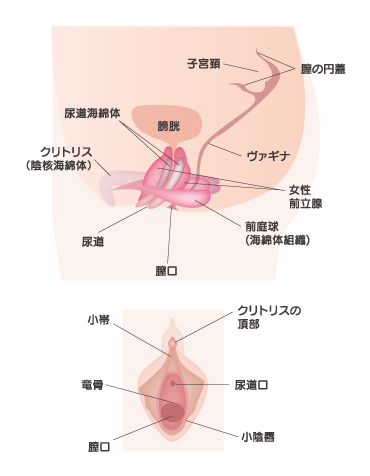 Ｇスポット刺激 [自動膨張]完全潮吹き[10種類の振動モード 膣,クリ,前立腺刺激 肛門開発,拡張]強力振動