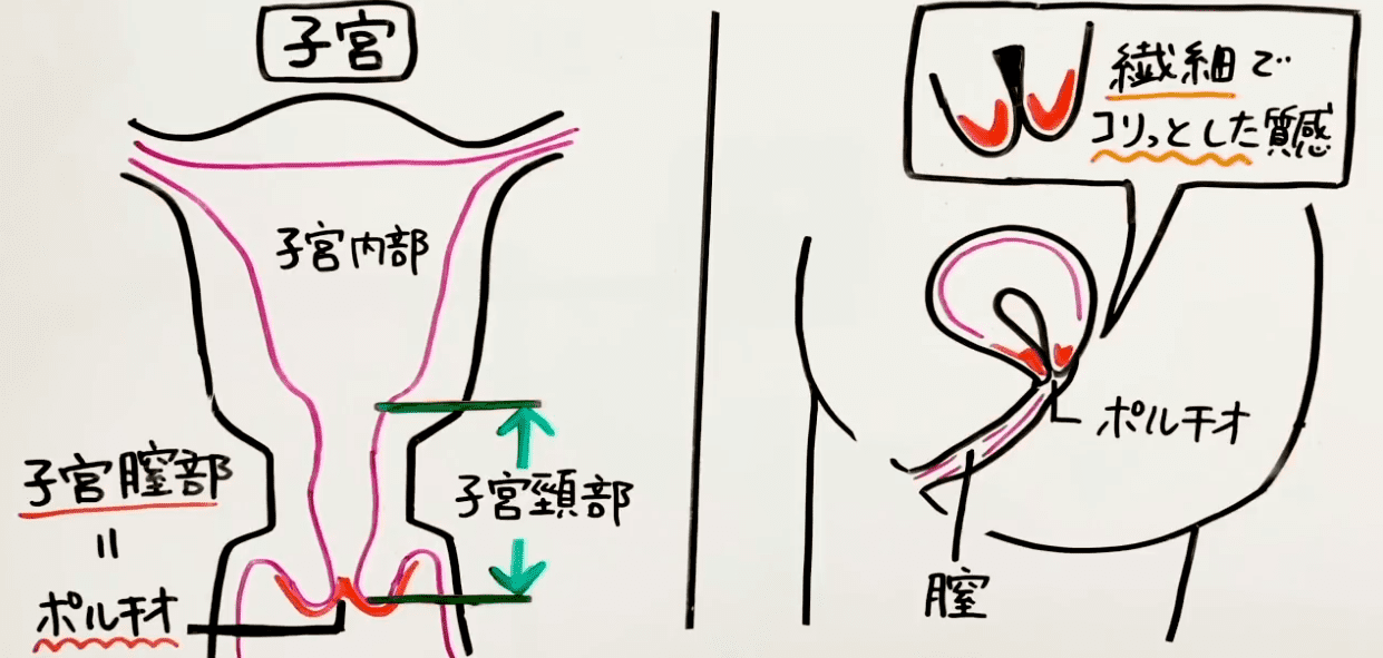 ポルチオセックスのやり方！ ポルチオ開発で奥イキするコツ※体験談あり | シンデレラグループ公式サイト