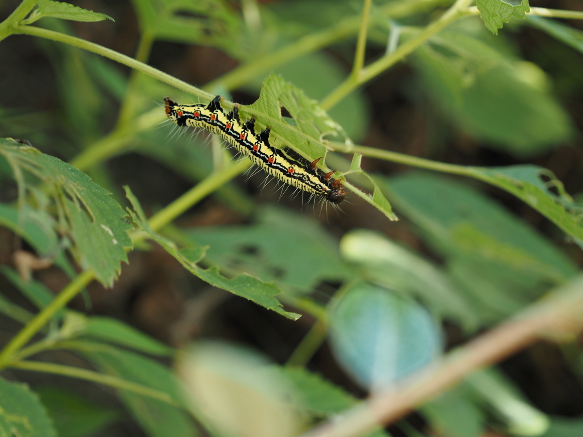 ˆoˆ 園庭のむしずかん ««« 草の間にいる、タワシみたいな、ふわふわな、毛虫