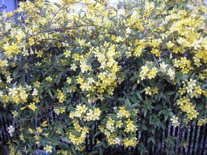 [2018-05-26]中国民謡「ジャスミンの花(茉莉花)」＜柏市立柏高校吹奏楽部；ミュージックふぇすた@ららぽーと柏の葉＞