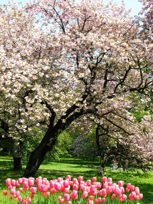 閉店】卯の花 （うのはな） - 国分寺/日本料理