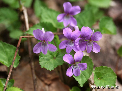 群馬のスミレ(22)みなかみ町: アメフ山歩