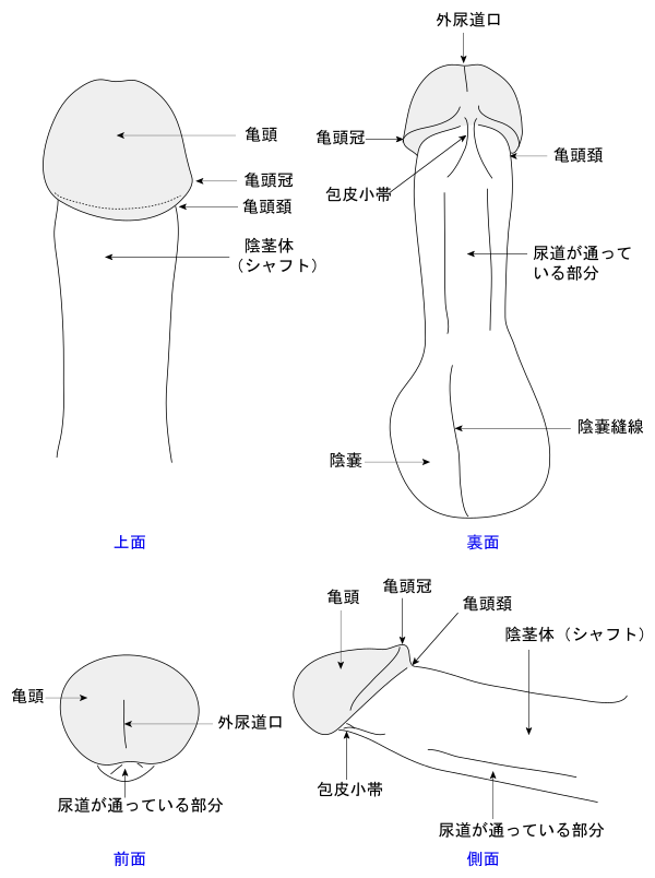 ちんこの形は6種類！女性を1番感じさせられる形とは –メンズクリニック研究会-包茎