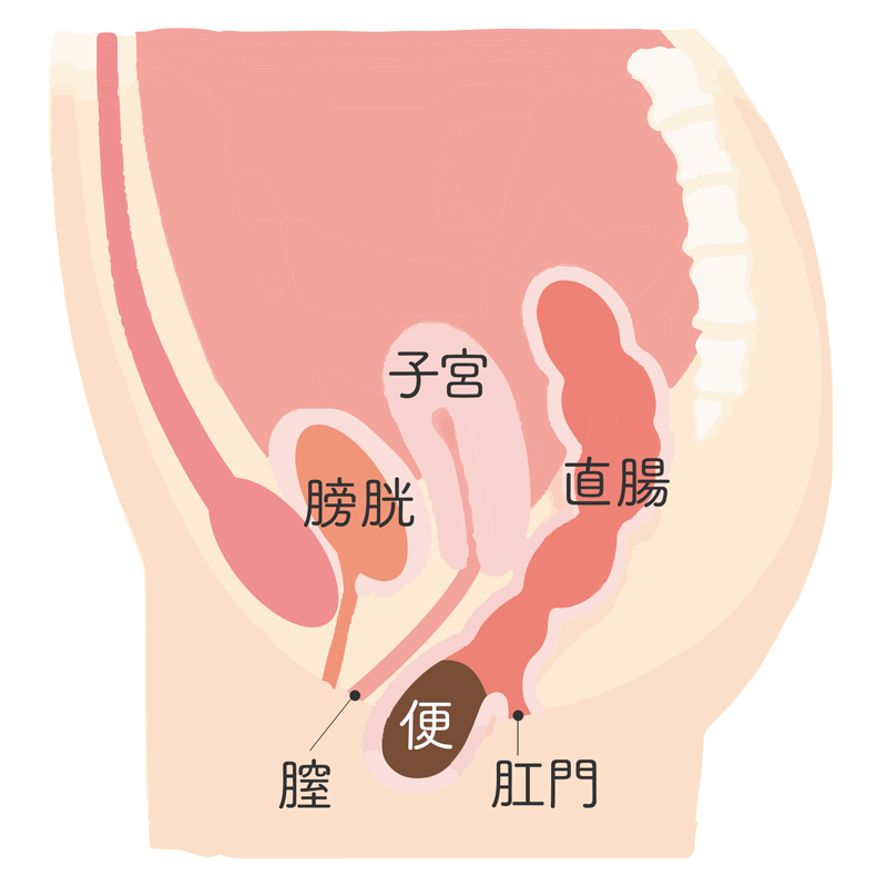 タンポンってどんなもの？（どこに入れるの？） | ソフィ ソフトタンポン-生理用品のソフィ-生理用品のソフィ