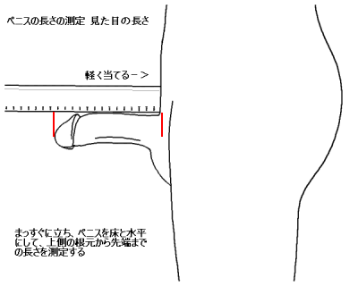 ペニスの曲がり】ペニスが曲がっているのはなぜなのか - TENGAヘルスケア プロダクトサイト