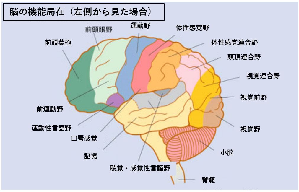 経験女性に聞いた性感帯の開発方法とオーガズムに達する気持ち良い部位