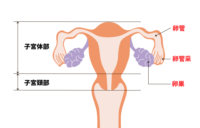 子宮体がん（子宮内膜がん） 全ページ：[国立がん研究センター がん情報サービス 一般の方へ]