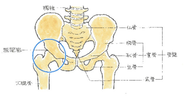 楽天市場】 脱腸サポーター 脱腸ベルト 脱腸帯