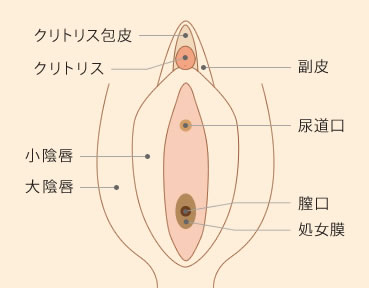 クリトリスの場所はどこ？構造・役割と快感を感じるためのいじり方 | Ray(レイ)