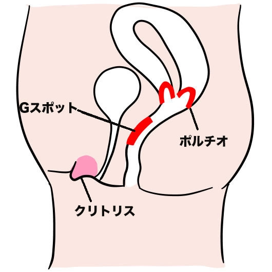 パートナーの性感帯はどこ？ 男女ともに感じる部位は…♡【男女1000人調査】 |