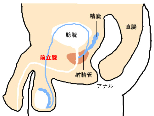 エネマグラってなに？どうやって使うの？ | はじめてのメンズエステ入門