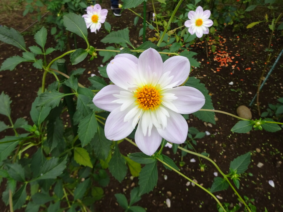 小金井公園＊日溜り散歩 ☆桜の園・武蔵野の道に花を求めて』国分寺・小金井(東京)の旅行記・ブログ by マキタン２さん【フォートラベル】