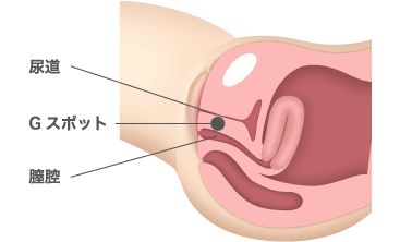 女性のGスポット・ポルチオ性感帯開発方法【図解】 | セクテクサイト