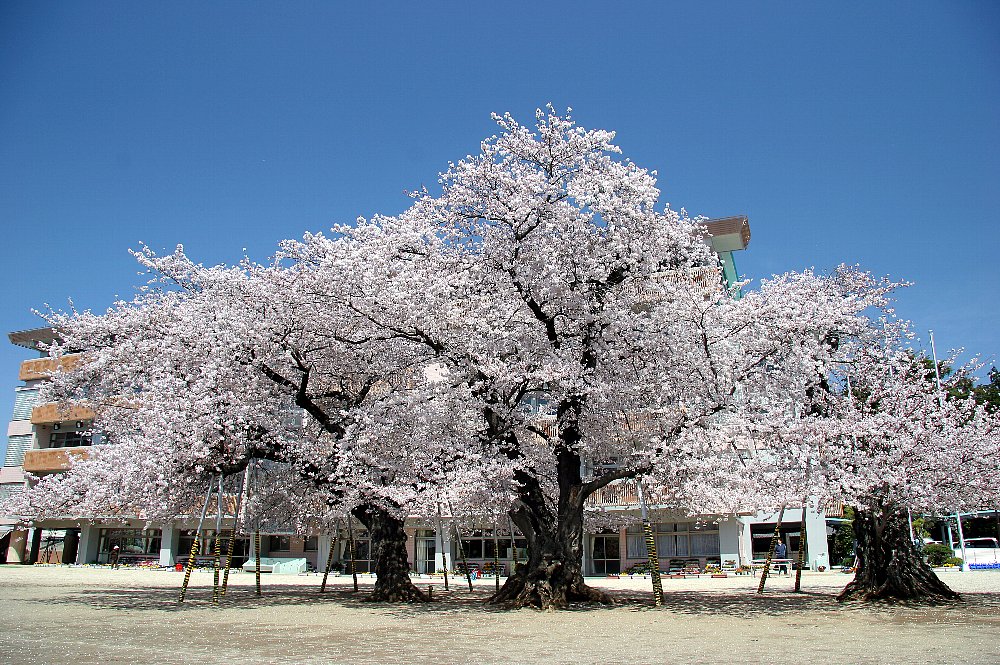 店舗(建物全部) 茨城県土浦市桜町2丁目 部屋番号：001