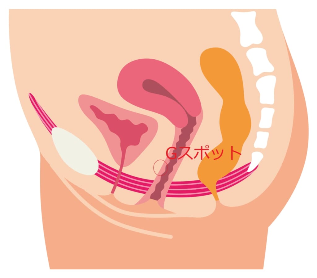 Gスポットの正しい位置とイカせる刺激方法【完全図解】 | セクテクサイト