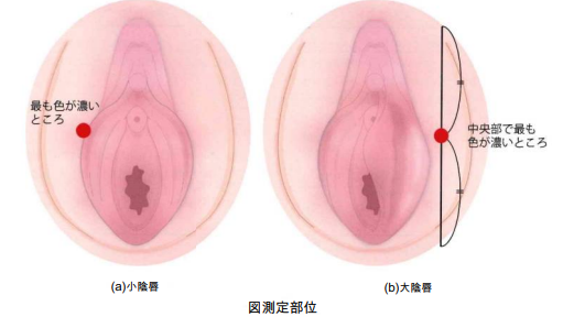 こわい」「知りたくなかった」 ほたてのびらびらの黒点は全部“目”……衝撃の事実にTwitter民戦慄（1/3 ページ）