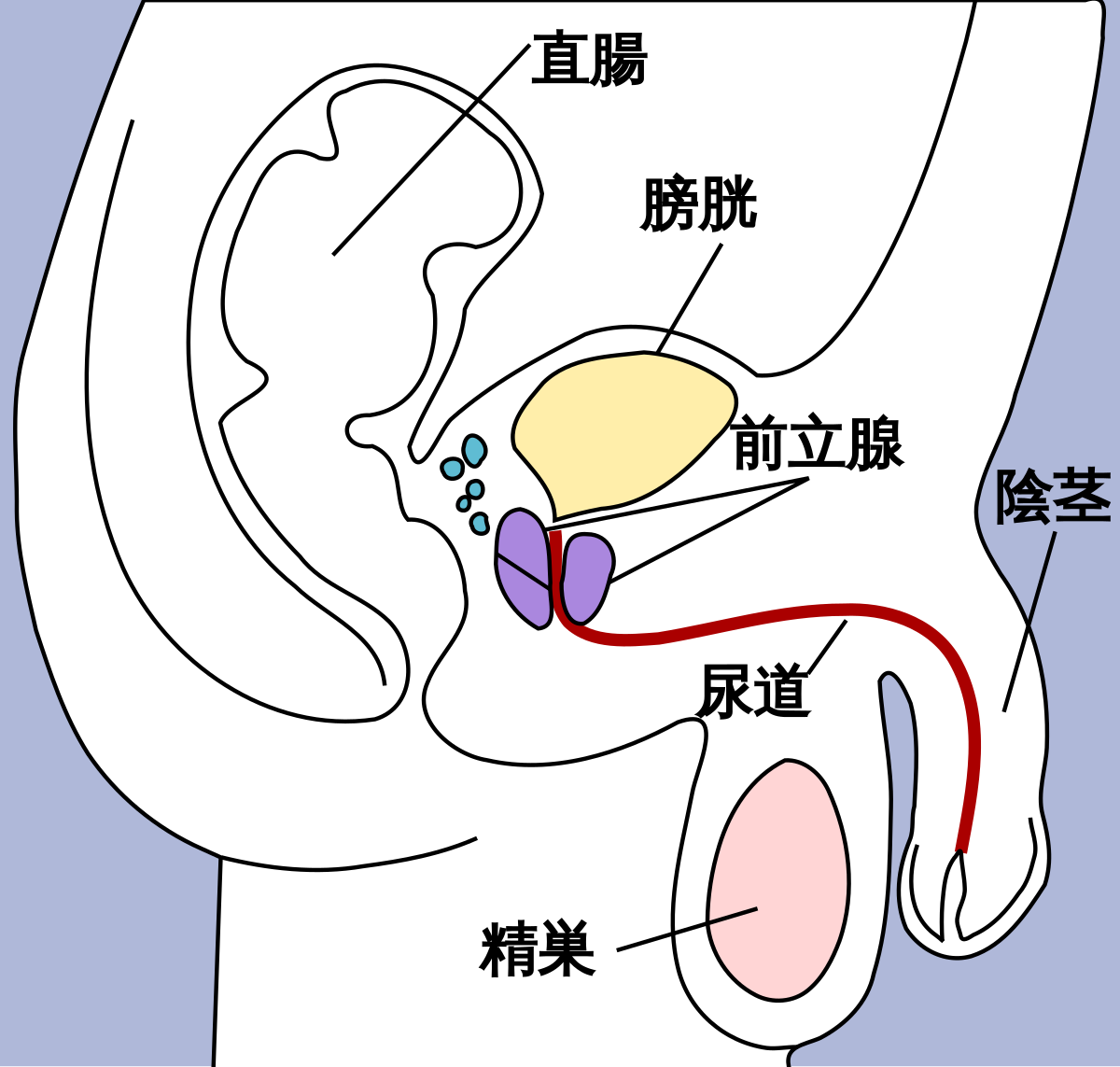 女性はカリが大きい方が好き？