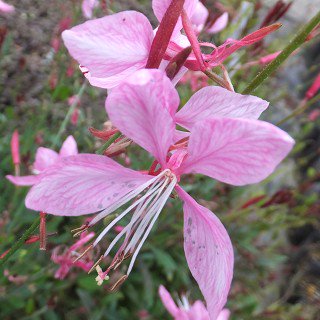 ガウラの写真＜3＞-育て方図鑑|みんなの趣味の園芸