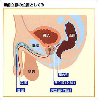 排卵日検査とタイミング治療について | 扇町レディースクリニック