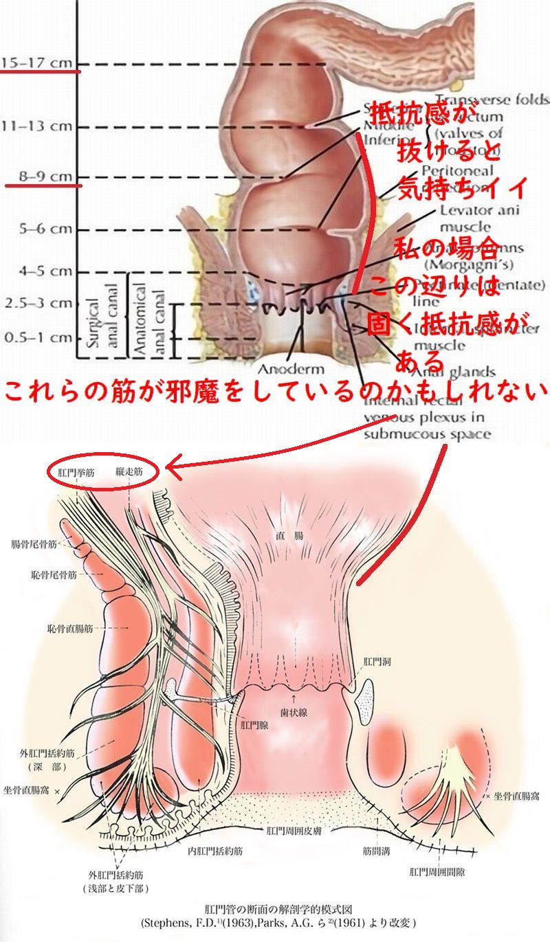 Ｓ状結腸（Ｓ字結腸）オナニーのやり方まとめ – エッチライフ