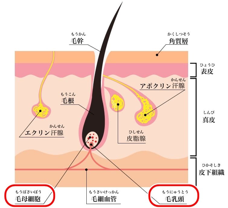 宇和島市でメンズのヒゲ脱毛専門店ならネクサスオム