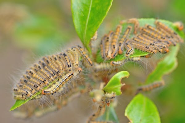 毛虫には毒がある？オレンジ色と水色の毛虫オビカレハ - あいかわ公園自然観察ガイド