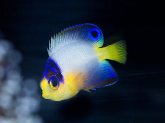 海水魚大量入荷‼‼ 9月5日入荷情報 | Aquarium