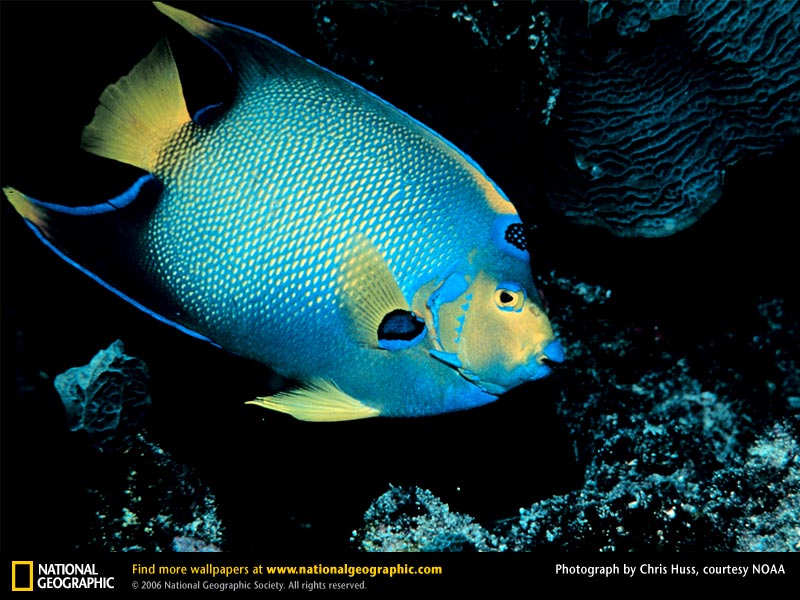 クワジェリン(マーシャル)/マルチカラーピグミーエンゼル Mサイズ - REEF-TRIGGER