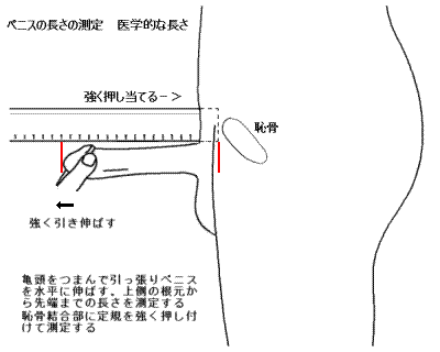 ちんこってどう測ればいいの？さまざまな測り方をわかりやすく解説｜Cheeek [チーク]