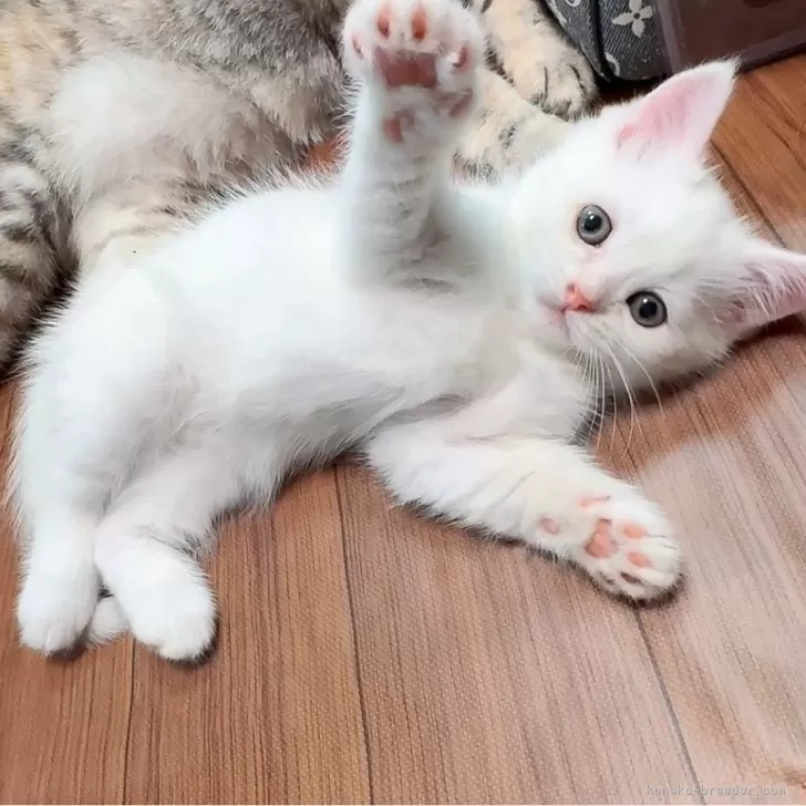 子猫 差し上げます 仙台 | TikTok