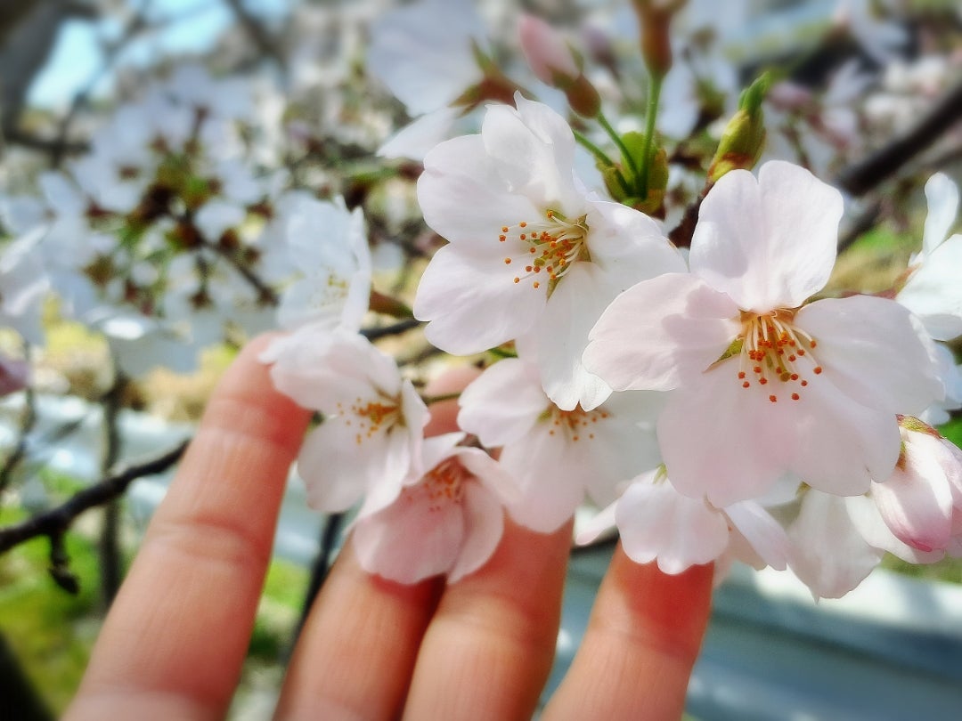 いとうあさこが小倉優子らと「乙女力」を語る『あさこの花鳥風月』に注目 – Sirabee