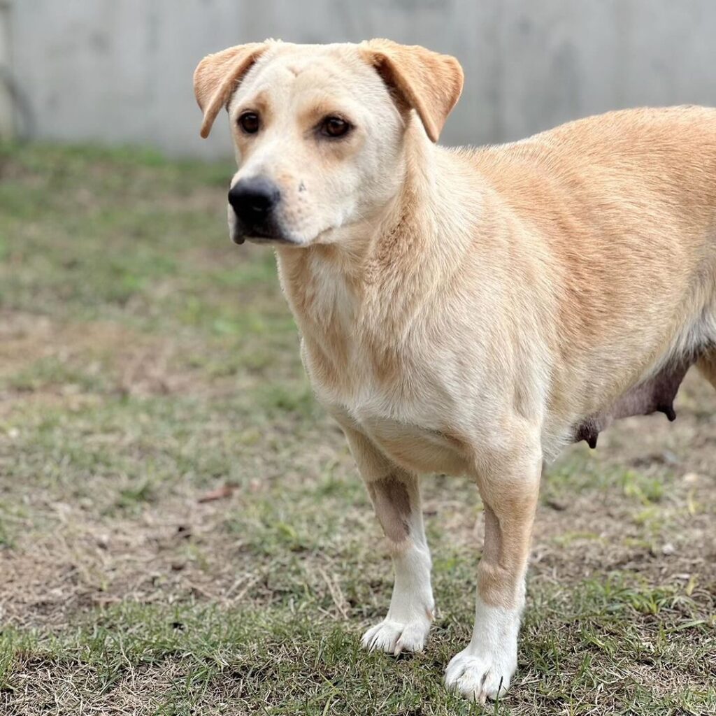 沖縄県のトイプードルの子犬を価格や特徴で探す|ペットショップ探すならpetmi