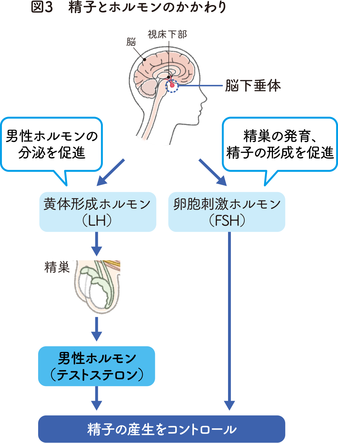 専門医監修】｜精子劣化の原因とは？ 加齢が原因ではない理由や不妊治療における注意点・改善点を解説- 不妊についてのお役立ち情報